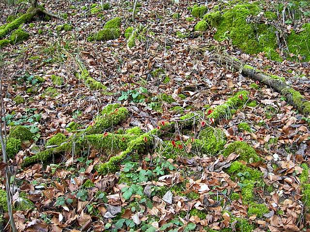 Nel  Regno  della  Jurana